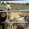 iLEAD Agua Dulce Critter Crew 3.19.20251