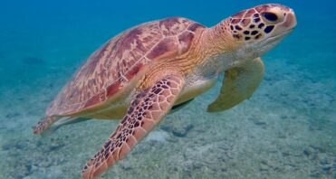 Galapagos turtle