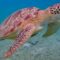 Galapagos turtle