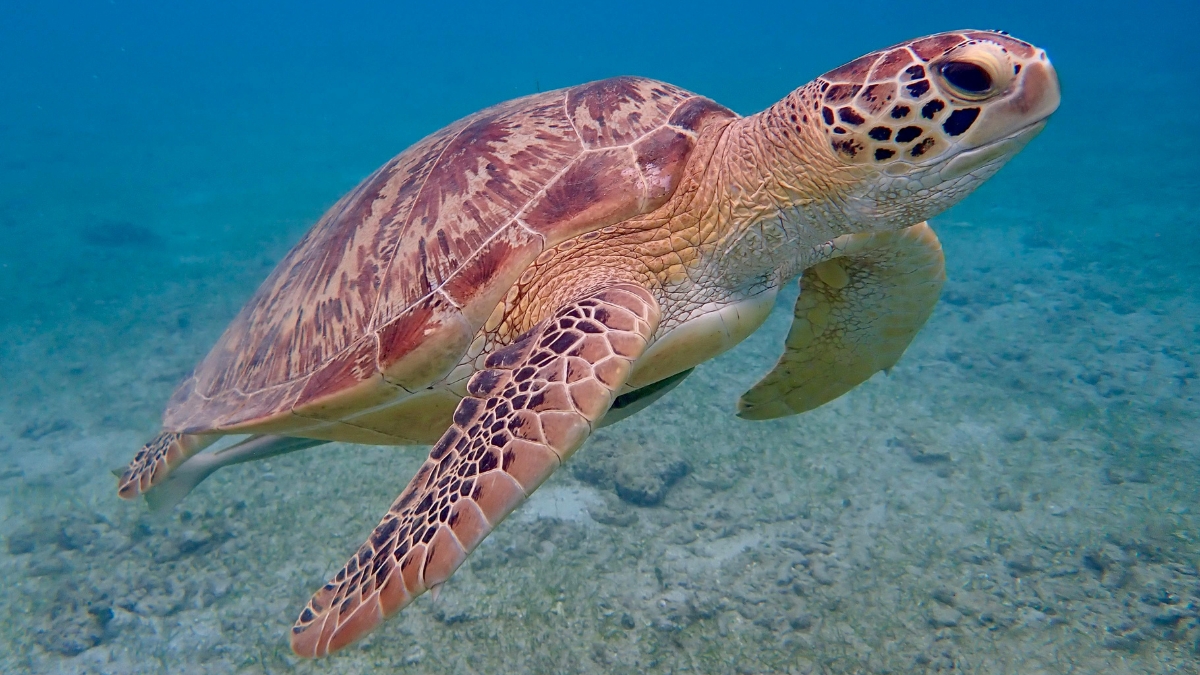Galapagos turtle